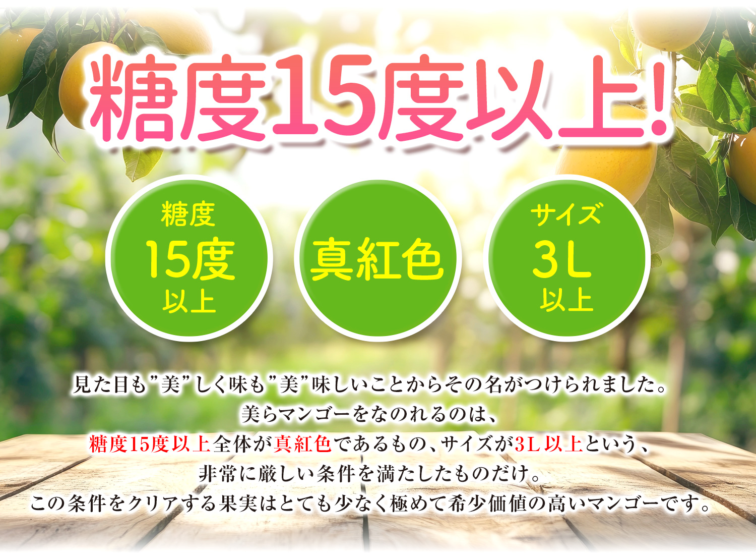 美らマンゴー説明
