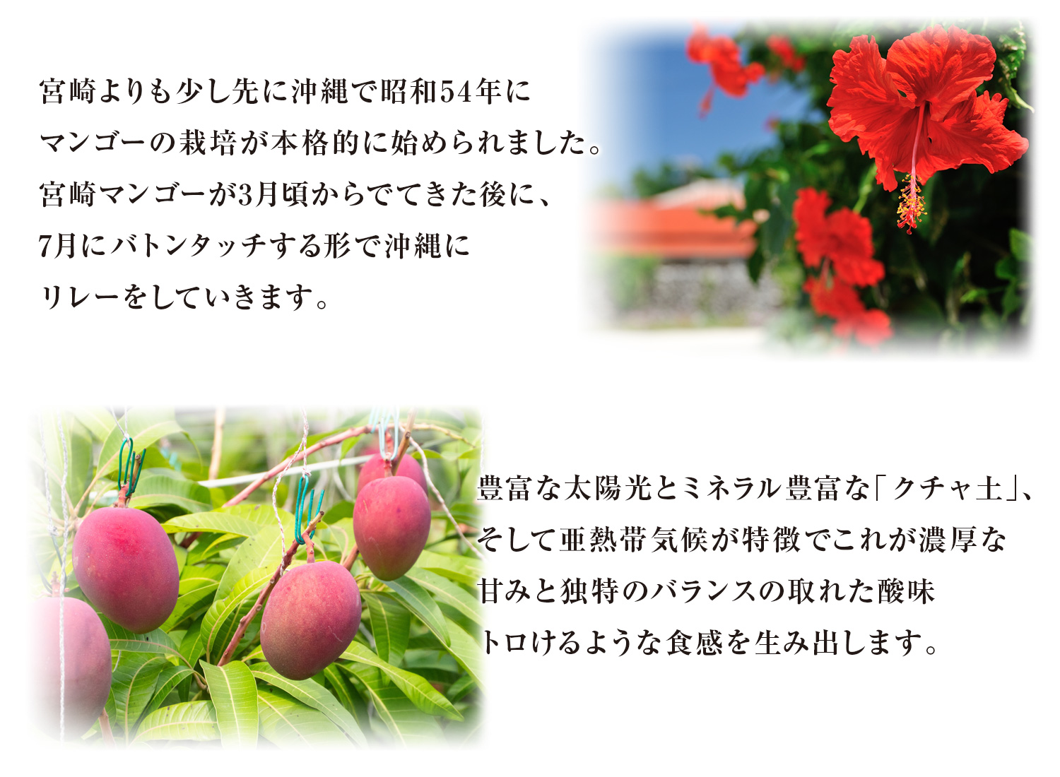 美らマンゴー農園