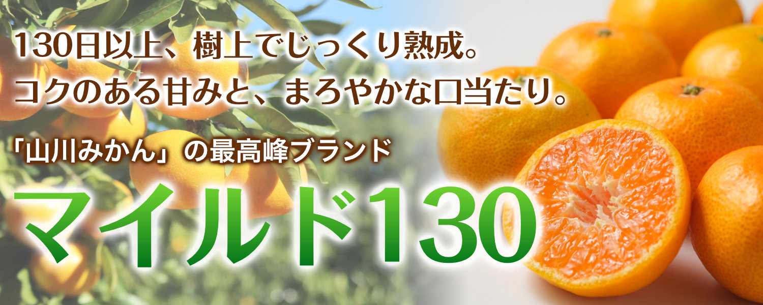 福岡県産マイルド130。130日以上樹上でじっくり熟成させた山川みかんの最高峰ブランドで、コクのある甘みとまろやかな口当たりが特徴です。
