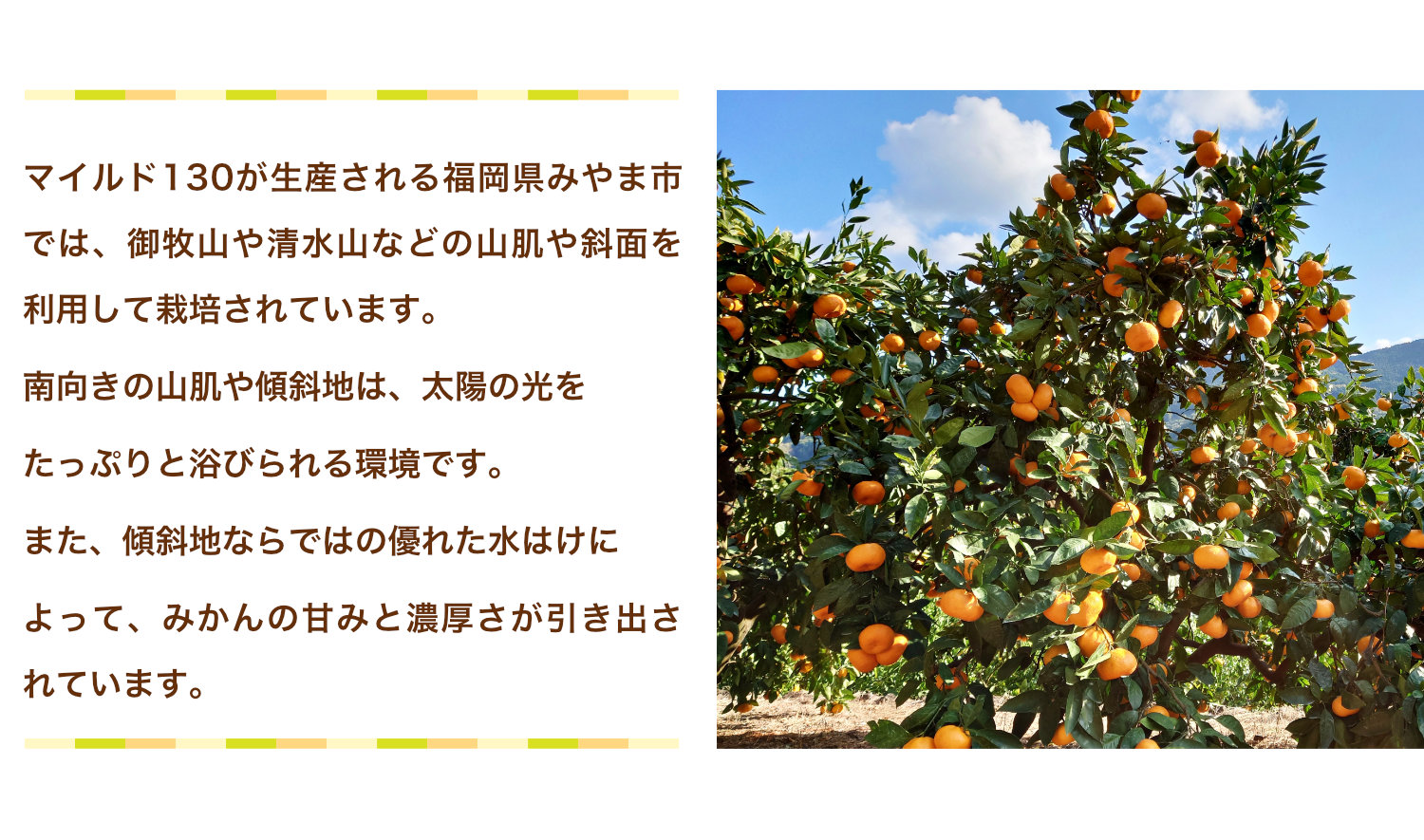 マイルド130が生産される福岡県みやま市。御牧山や清水山などの山肌や斜面で栽培され、南向きの山肌にたっぷりと日光が当たり、傾斜地の水はけの良さによってみかんの甘みと濃厚さが引き出されています。