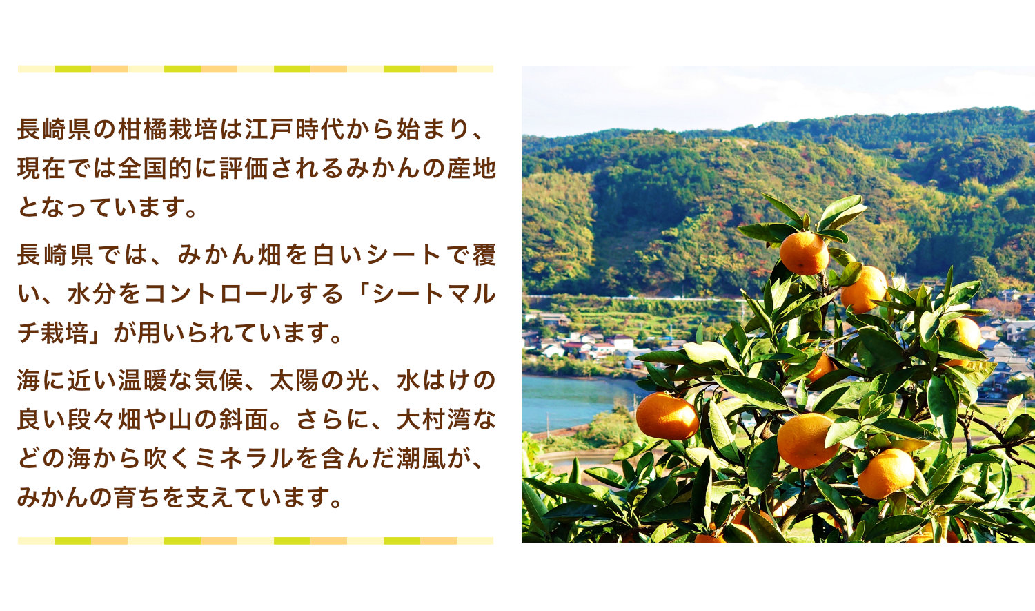 味ホープを育てる長崎県のみかん産地。白いシートでみかん畑を覆い水分をコントロールするシートマルチ栽培を行い、温暖な気候、太陽の光、水はけの良い段々畑や山の斜面、海からのミネラルを含んだ潮風がみかんの生育を支えています。