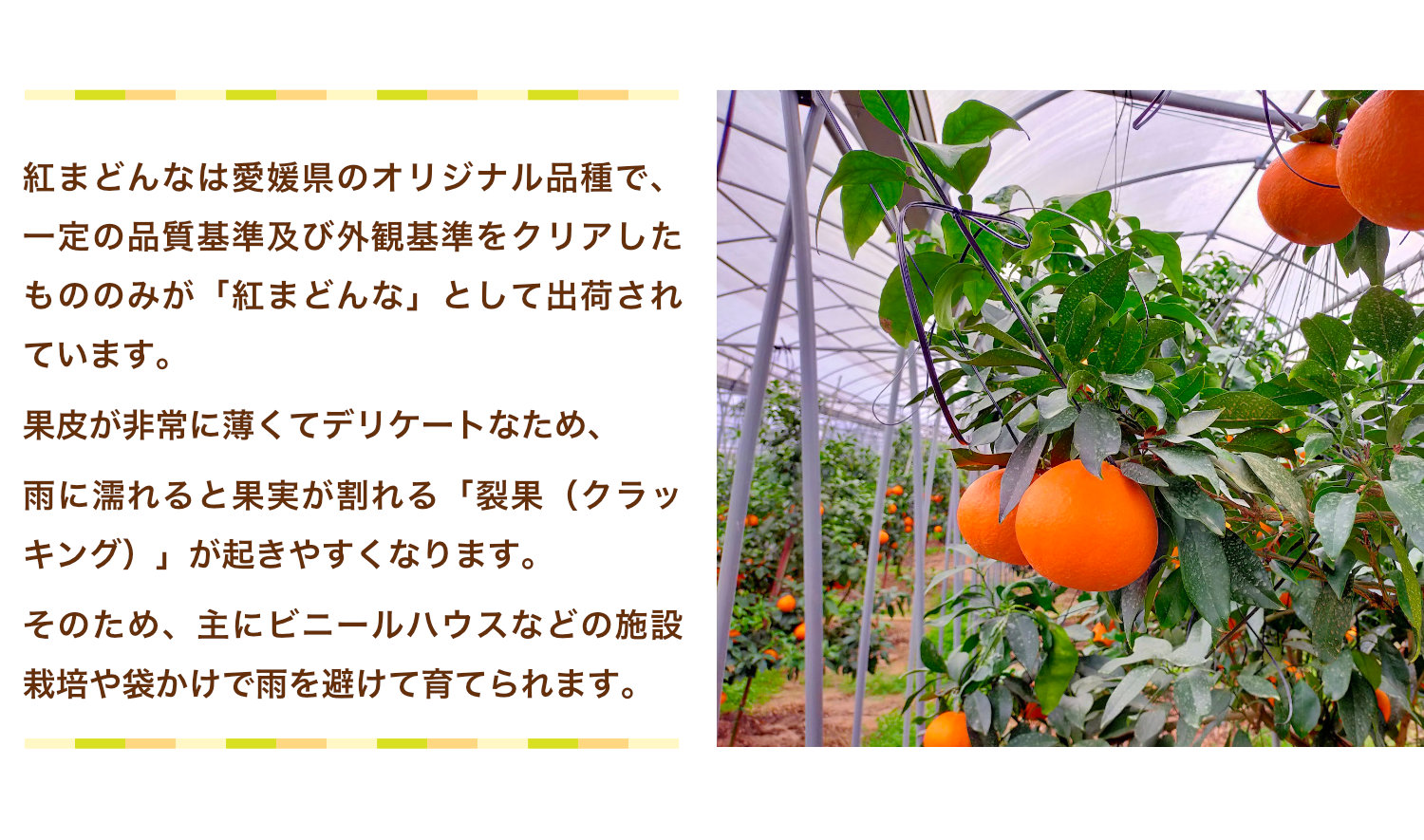 紅まどんなは愛媛県のオリジナル品種。一定の品質基準と外観基準をクリアしたものだけが紅まどんなとして出荷されます。果皮が非常に薄くデリケートで裂果が起きやすいため、ビニールハウスなどの施設栽培や袋かけで雨を避けて育てられています。