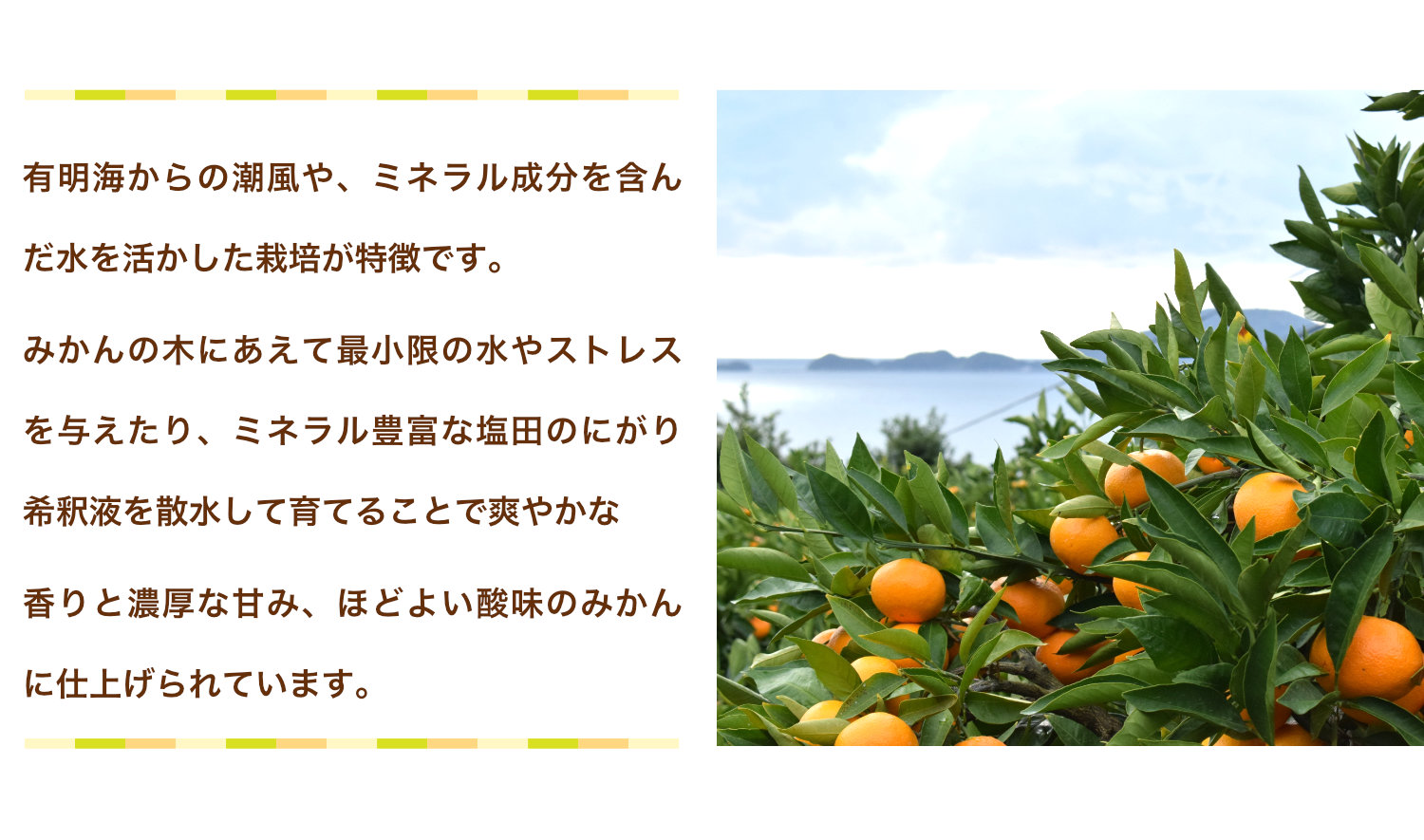 熊本県産塩みかんの栽培方法。有明海からの潮風やミネラル成分を含んだ水を活かし、みかんの木に最小限の水やストレスを与え、ミネラル豊富な塩田のにがり希釈液を散水して育てています。爽やかな香りと濃厚な甘み、ほどよい酸味に仕上がります。