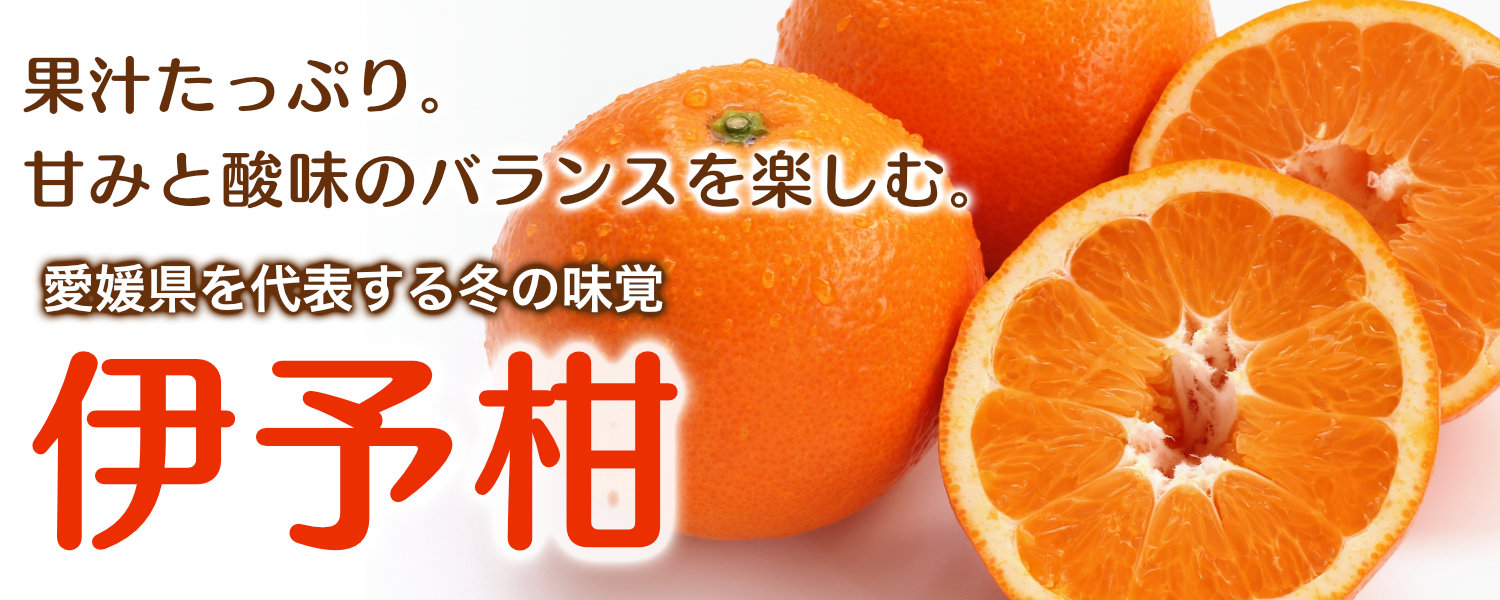 愛媛県産伊予柑。果汁たっぷりで、甘みと酸味のバランスを楽しめる愛媛県を代表する冬の柑橘です。