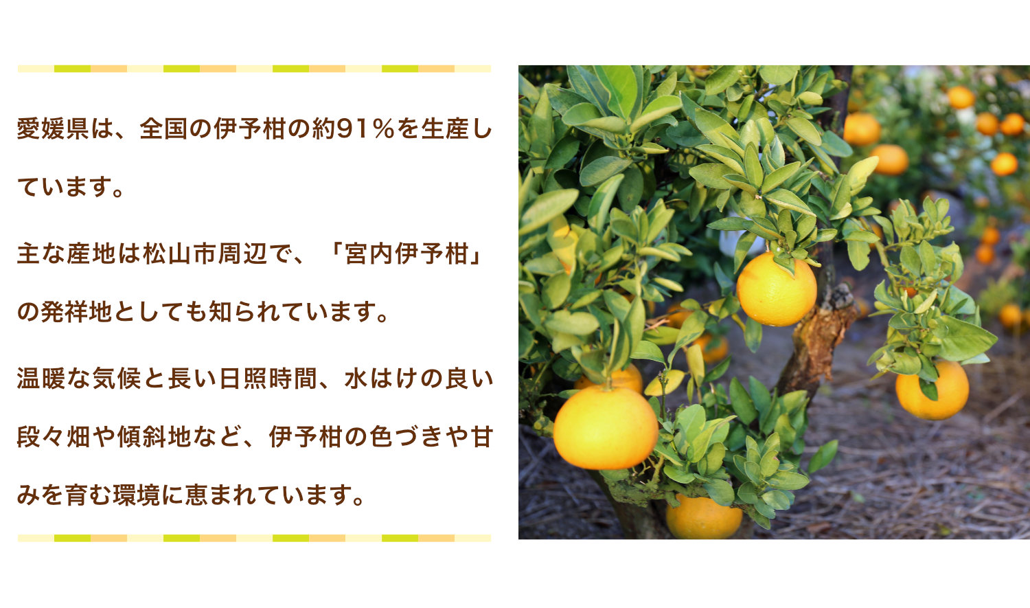 伊予柑の産地、愛媛県。全国の伊予柑の約91％を生産し、松山市周辺は宮内伊予柑の発祥地として知られています。温暖な気候、長い日照時間、水はけの良い段々畑や傾斜地が伊予柑の色づきや甘みを育てています。