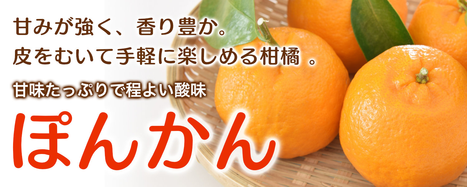 熊本県産ポンカン。甘みが強く香り豊かで、皮をむいて手軽に楽しめる柑橘。甘味たっぷりでほどよい酸味が特徴です。