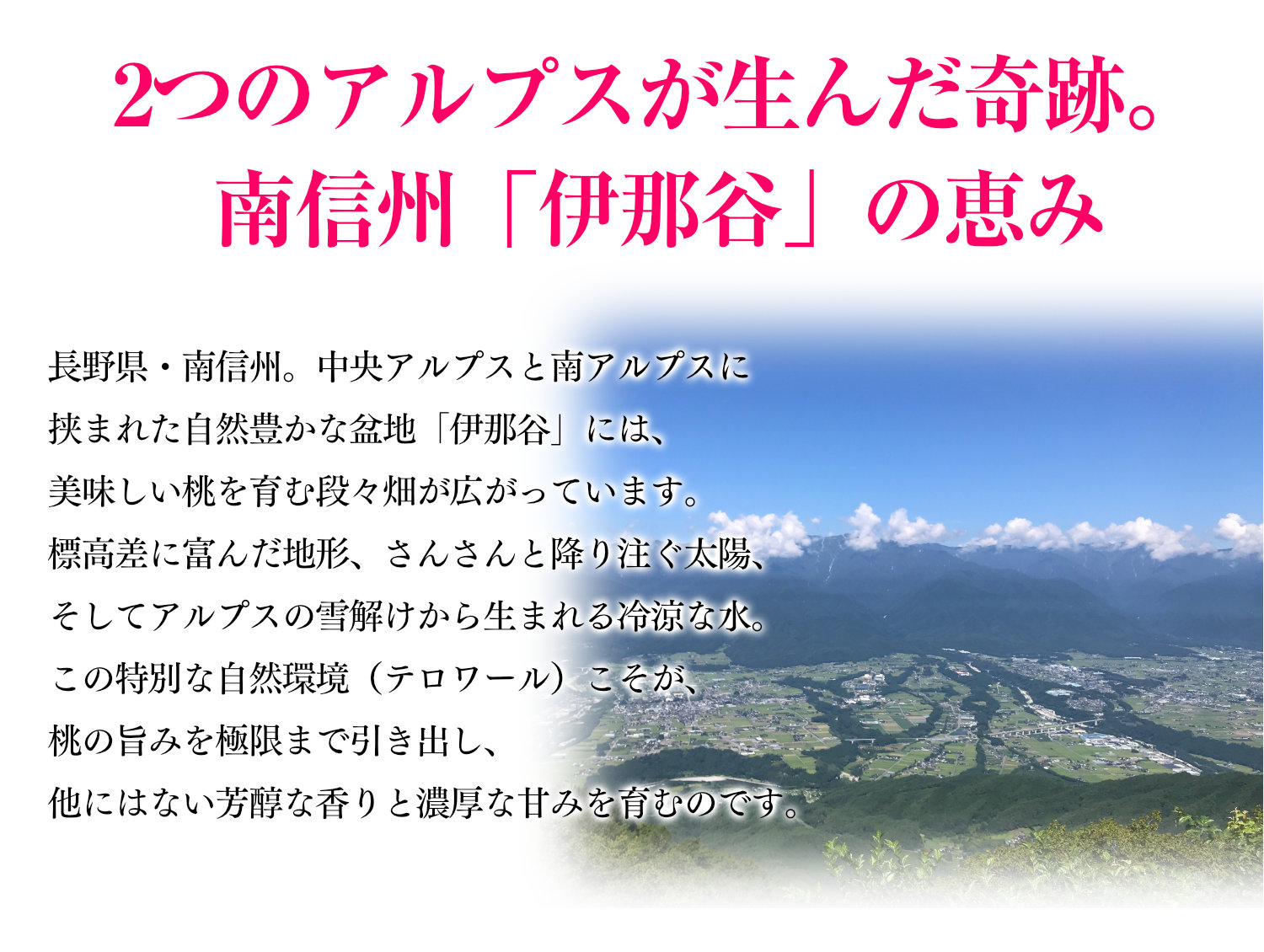 2つのアルプスが生んだ奇跡、南信州「伊那谷」の恵み。長野県の豊かな自然環境とアルプスの雪解け水が育む、芳醇で濃厚な甘みの桃を紹介。