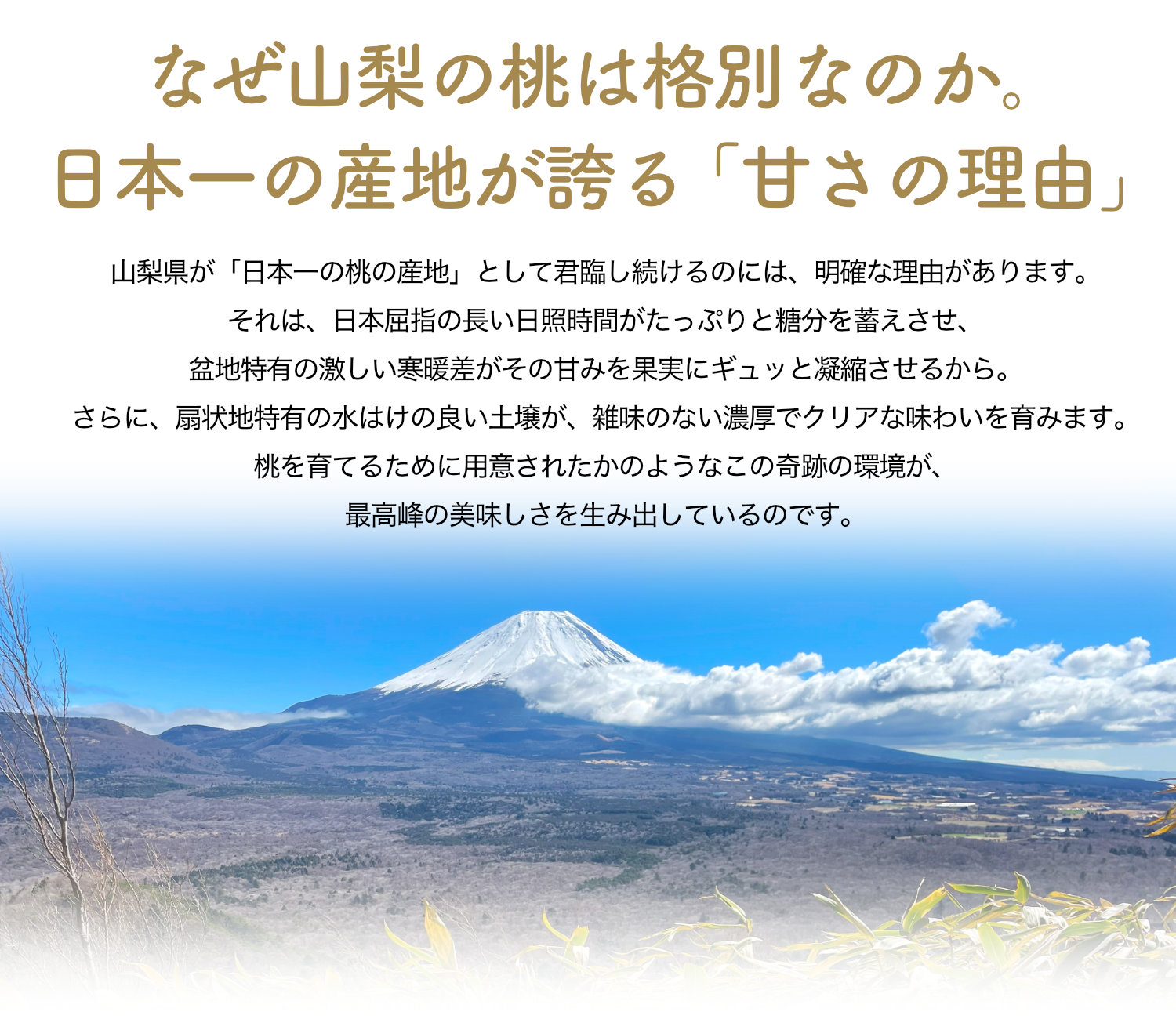 山梨県産の桃は長い日照時間、昼夜の寒暖差、水はけの良い土壌によって甘くジューシーな高糖度の桃になります。