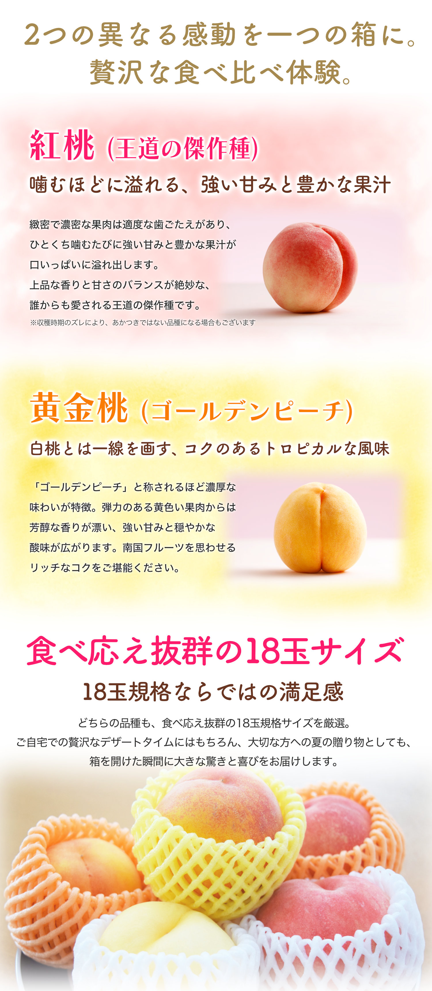 王道の「紅桃」とトロピカルな風味の「黄金桃」の紹介。食べ応え抜群な18玉サイズの贅沢な桃ギフト。
