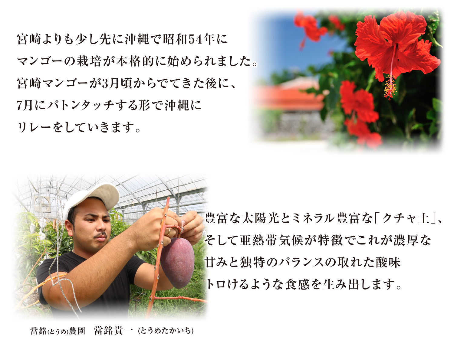 マンゴー農園