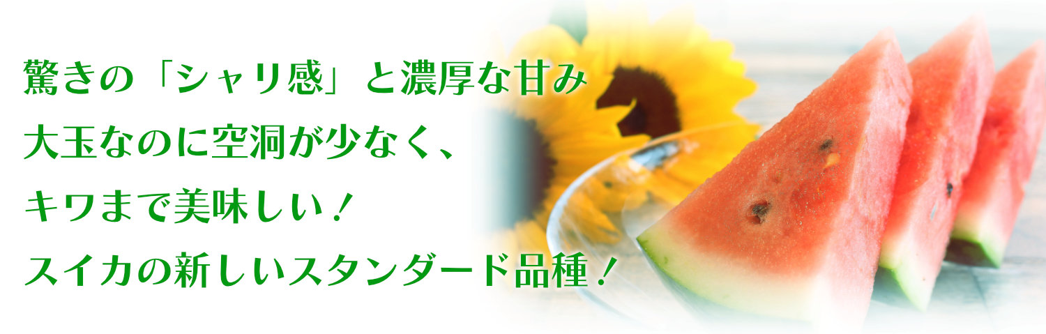 驚きの「シャリ感」と濃厚な甘み。大玉なのに空洞が少なく、キワまで美味しい！