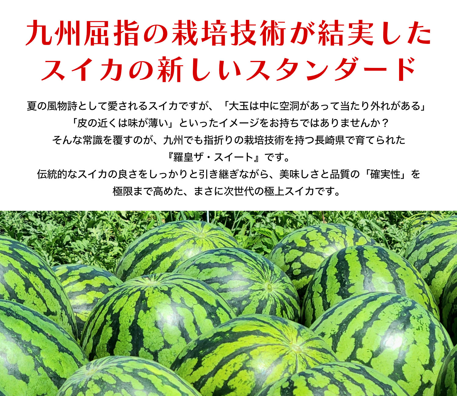 九州屈指の栽培技術が結実したスイカの新しいスタンダード『羅皇ザ・スイート』