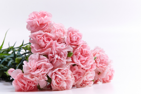 カーネーション