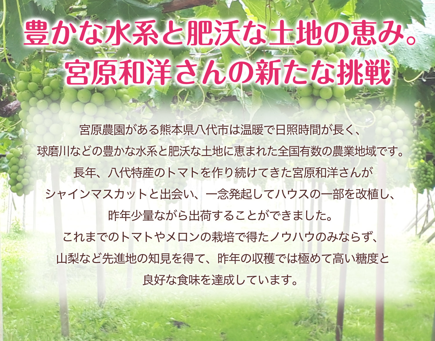 豊かな水系と肥沃な土地に恵まれた熊本県八代市、宮原農園のシャインマスカット栽培
