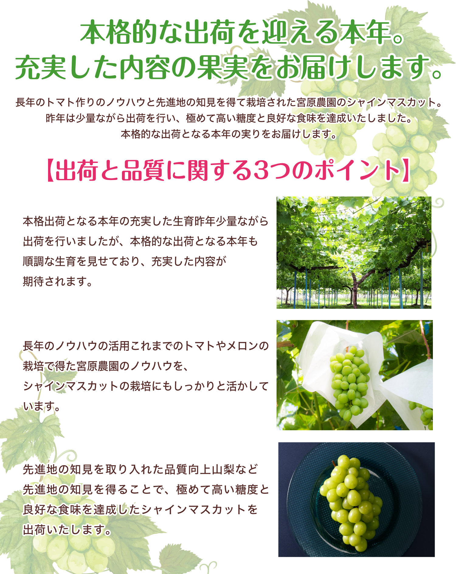 長年のノウハウと先進地の知見を結集して栽培された、本格出荷を迎える極上のシャインマスカット